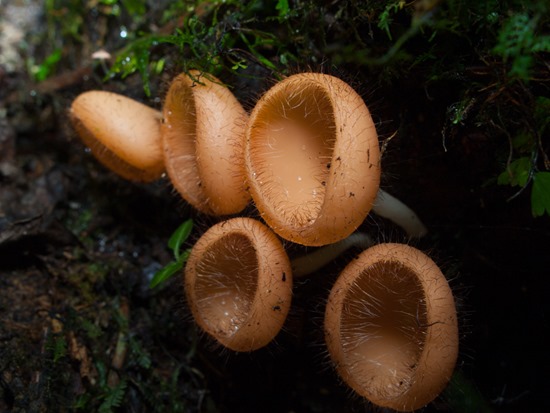 Cup fungus - Ascomycetes - 20130621 - 1