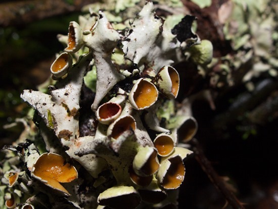 Cup fungus Lichen - Ascomycetes - 20130621 - 1