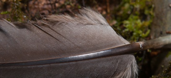 Nerd fact: Striations on the mid-rib suggest that this comes from a tinamou.