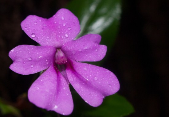 Impatiens sp. flower with nectary - 20130621 - 2