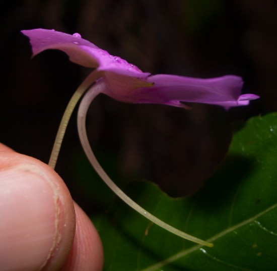 Impatiens sp. flower with nectary - 20130621 - 7