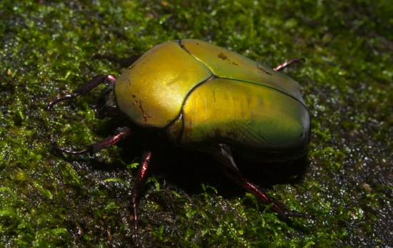 Large Green Scarabaeidae Beetle - 20130622 - 3