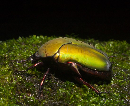 Large Green Scarabaeidae Beetle - 20130622 - 4