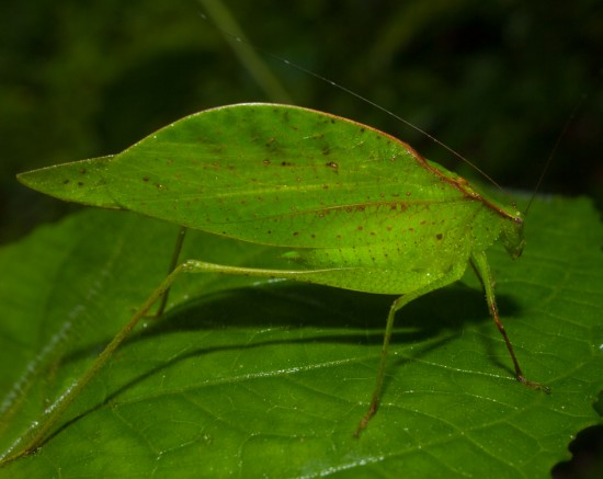 Leaf Katydid - 20130621 - 3