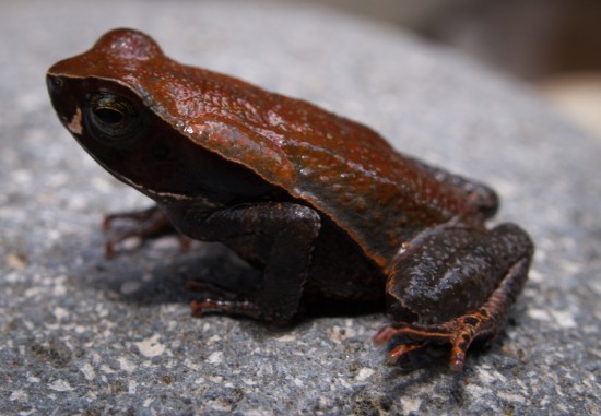 Leaf-litter Toad - Rhaebo (Bufo) haematiticus - 20130618 - 3