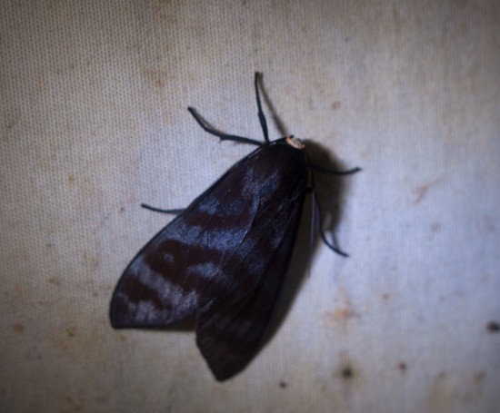 Moth black light - 20130629 - 1