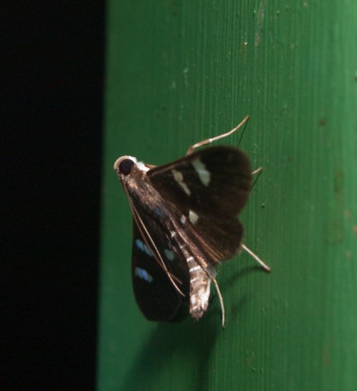 Moth black light - 20130629 - 11