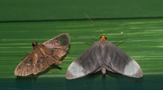 Moth black light - 20130629 - 6