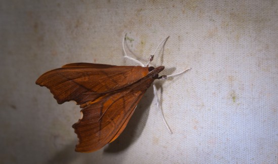 Moth black light - 20130629 - 7