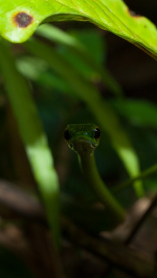 Satiny Parrot Snake - Leptophis sp. (ahaetulla or depressirotris) - 20130617 - 5