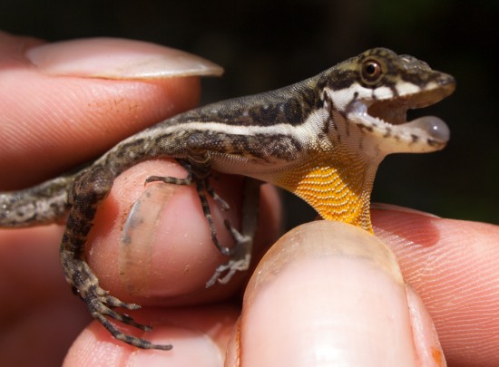 Stream anole - Norops oxylophus - 20130618 - 1