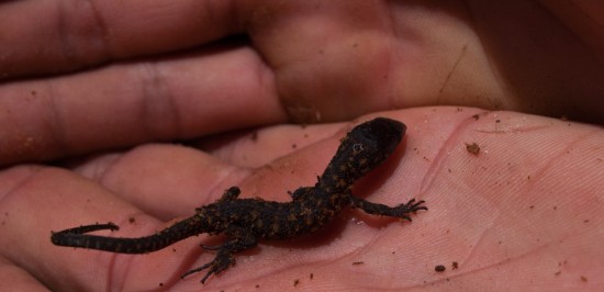 Tropical Night Lizard - Lepidophyma flavimaculatum - 20130617 - 1