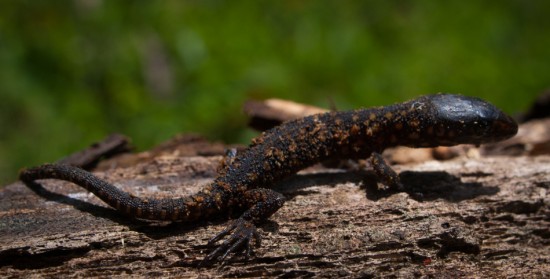 Tropical Night Lizard - Lepidophyma flavimaculatum - 20130617 - 4