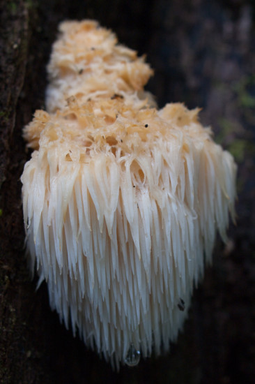 Chandeler fungus - 20130706 - 2