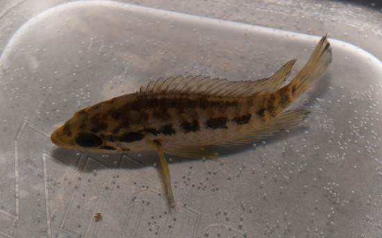 Cichlidae - Parachromis loisellei - 20130704 - 1