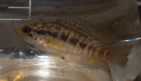 Cichlidae - Parachromis loisellei - 20130704 - 2