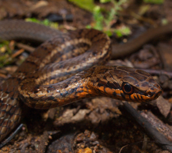 Colubridae - Mastigodryas melanolomus Juvenile - 20130709 - 6