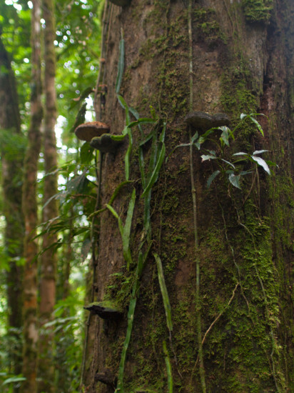 Epiphytic cactus - 20130707 - 1