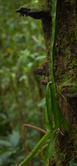 Epiphytic cactus - 20130707 - 3-2