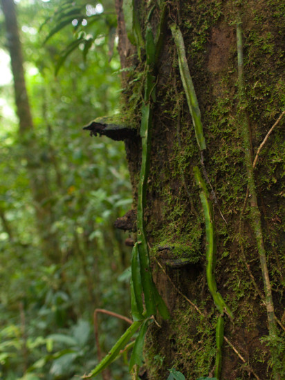 Epiphytic cactus - 20130707 - 3