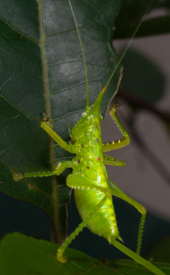 Juvenile female