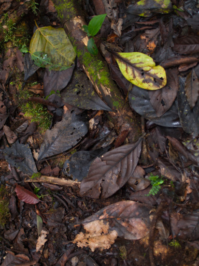 Leaf Litter - 20130707 - 1