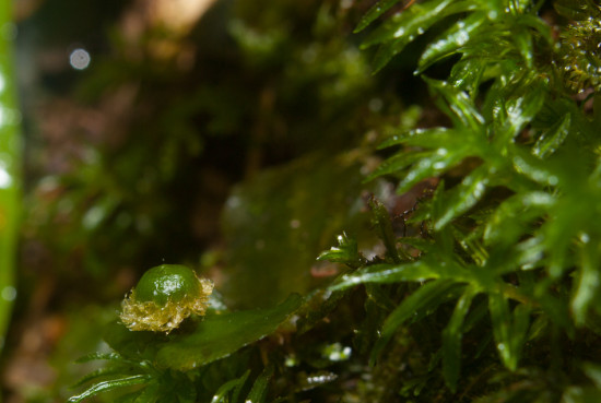 Liverwort sporophyte - 20130630 - 3