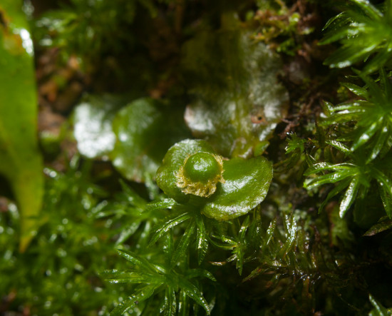 Liverwort sporophyte - 20130630 - 4