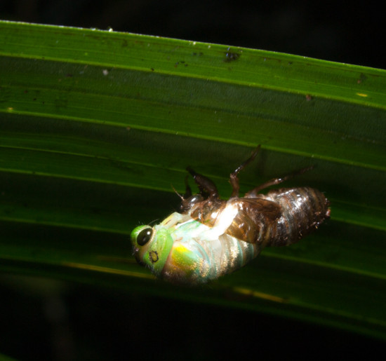 Molting Cicada - 20130714 - 2