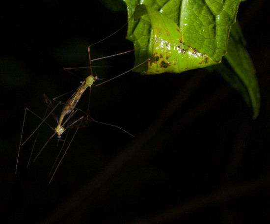 Molting fly - 20130714 - 2