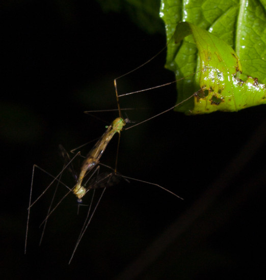 Molting fly - 20130714 - 3