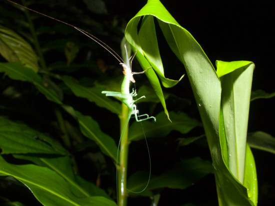 Molting tettigoniidae - 20130714 - 2