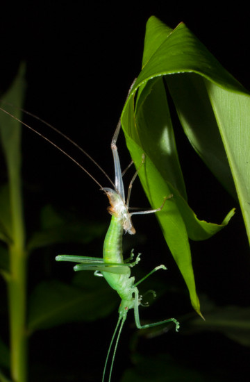 Molting tettigoniidae - 20130714 - 3