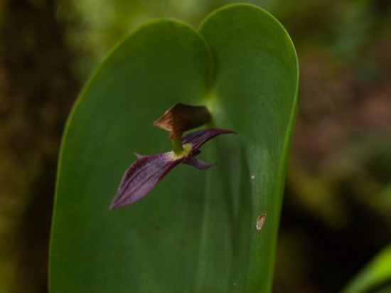 Sendero Chai - 20130706 - 5