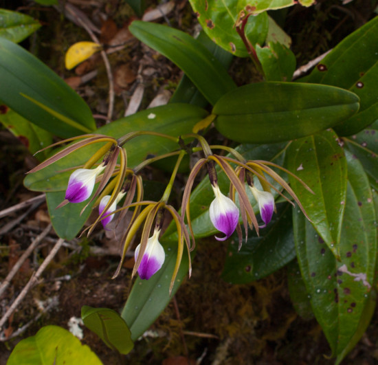 Sendero Chai - 20130706 - 9