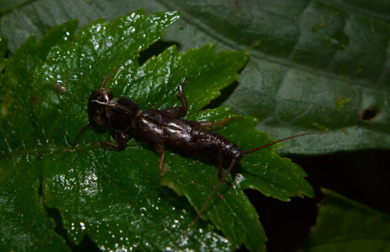 Stonefly exuvia - 20130707 - 2