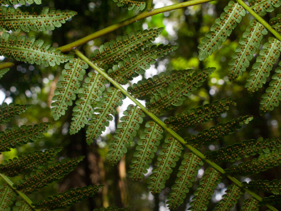 Tree Fern Sori - 20130705 - 1