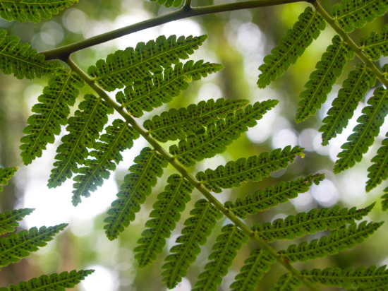 Tree Fern Sori - 20130705 - 2