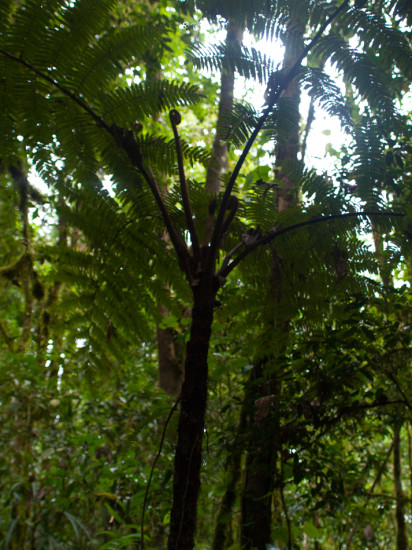 Tree Ferns - 20130707 - 1