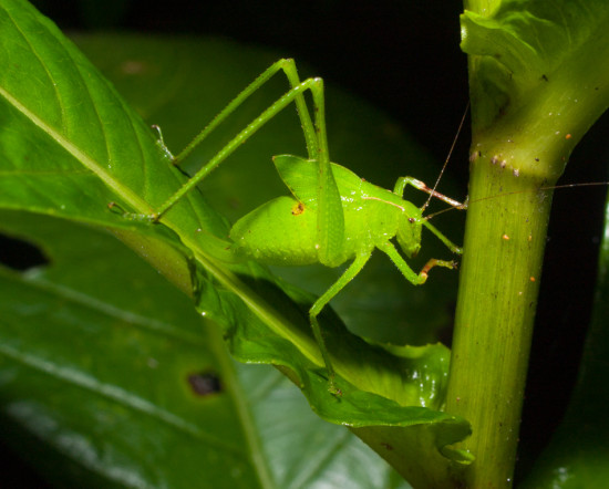 Orthoptera Tettigoniidae - 20130714 - 11