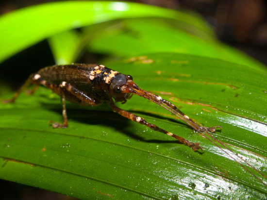 Orthoptera Tettigoniidae - 20130714 - 8