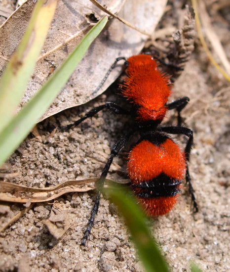 Cow Ant - Mullidae - 09.13.2013 - 14.00.42