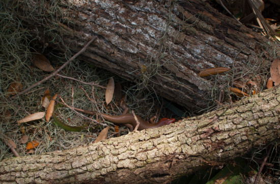 Skidaway Island State Park with Amos and Eva - 05.12.2013 - 10.25.19