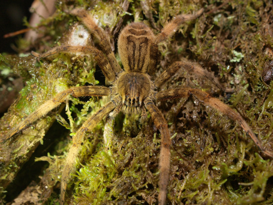 Huntsman spider - Lycosidae - 06.28.2015 - 20.50.25