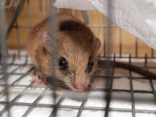 Nyctomys sumichrasti - Vesper mouse - Cricitidae - 07.25.2013 - 07.27.37