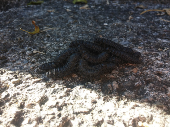 Travelling caterpillars - 07.03.2015 - 07.19.29