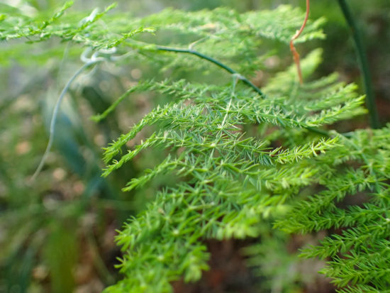 Common Asparagus Fern - Asparagus setaceus - 05.18.2016 - 18.42.52