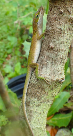 Green anole - Anolis carolinensis - 05.20.2016 - 13.00.13