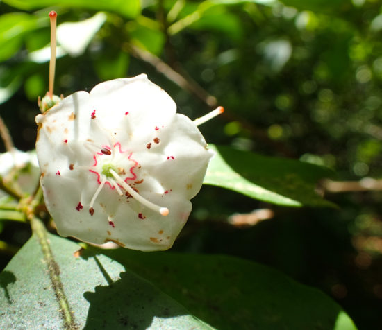 Mountain Laurel - Ericaceae - Kalmia latifolia - 06.03.2016 - 14.11.46