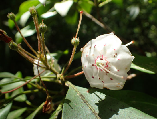 Mountain Laurel - Ericaceae - Kalmia latifolia - 06.03.2016 - 14.11.50